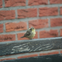 Afbeelding 8 van fotoalbum Voor bij de koffie....